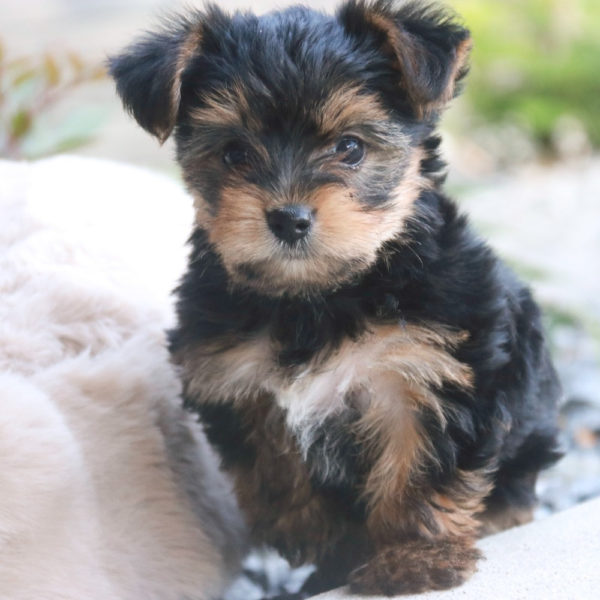 Yorkshire Terrier Puppy for Sale