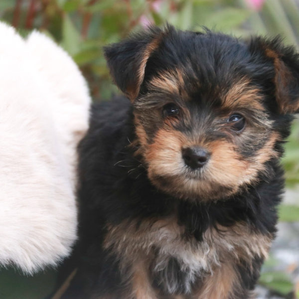 Yorkshire Terrier Puppy for Sale