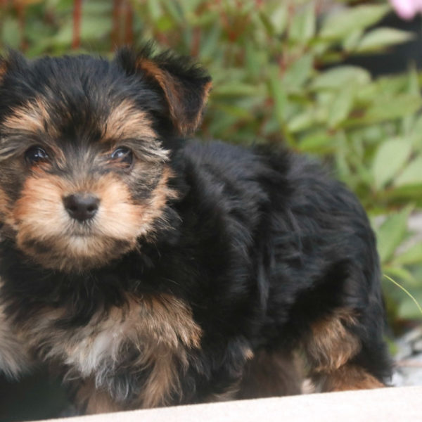 Yorkshire Terrier Puppy for Sale