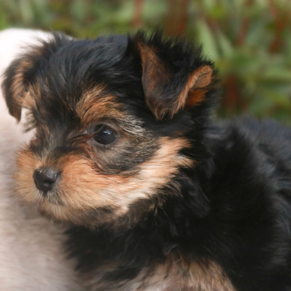 Yorkshire Terrier Puppy for Sale