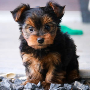 Yorkshire Terrier Puppy for Sale