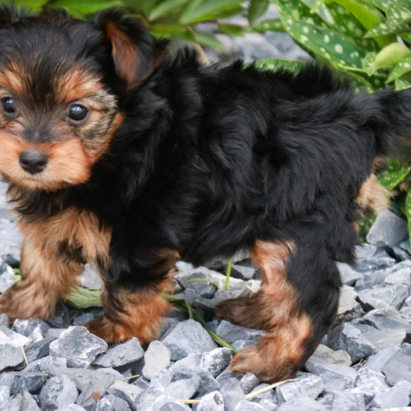 Yorkshire Terrier Puppy for Sale