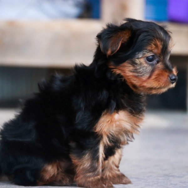 Yorkshire Terrier Puppy for Sale