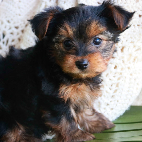 Yorkshire Terrier Puppy for Sale