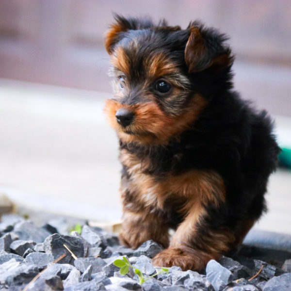 Yorkshire Terrier Puppy for Sale