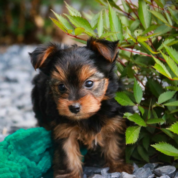 Yorkshire Terrier Puppy for Sale