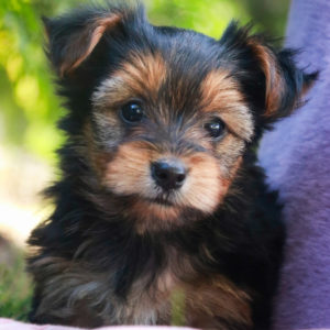 Yorkshire Terrier Puppy for Sale