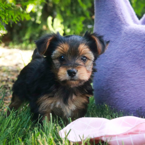 Yorkshire Terrier Puppy for Sale