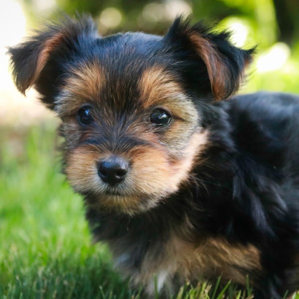 Yorkshire Terrier Puppy for Sale