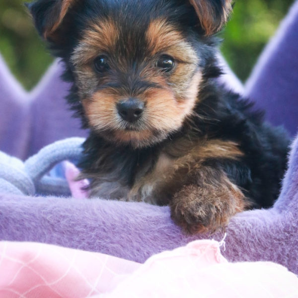 Yorkshire Terrier Puppy for Sale
