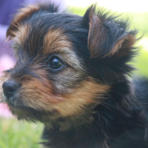 Yorkshire Terrier Puppy for Sale