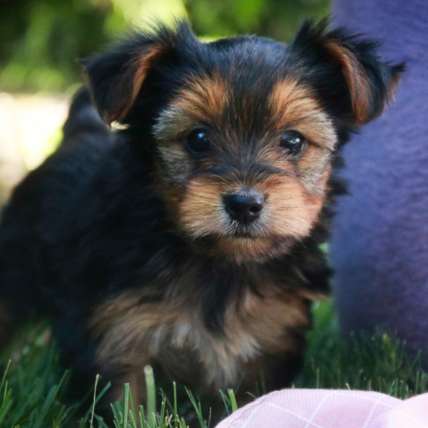 Yorkshire Terrier Puppy for Sale