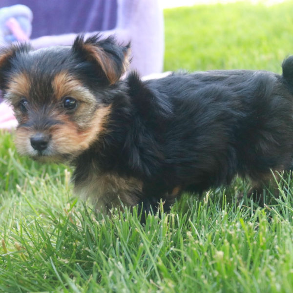Yorkshire Terrier Puppy for Sale