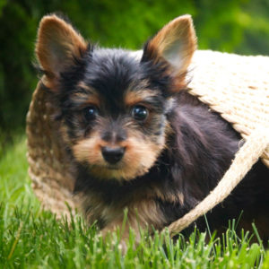Yorkshire Terrier Puppy for Sale