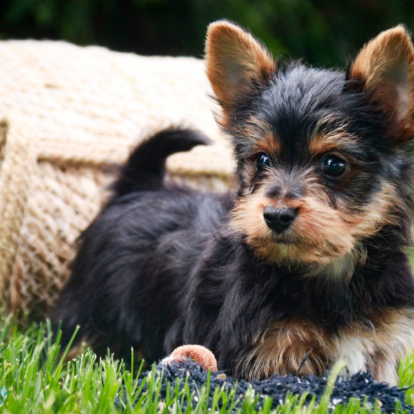 Yorkshire Terrier Puppy for Sale