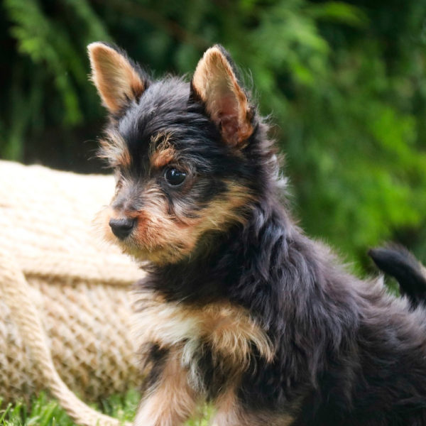Yorkshire Terrier Puppy for Sale