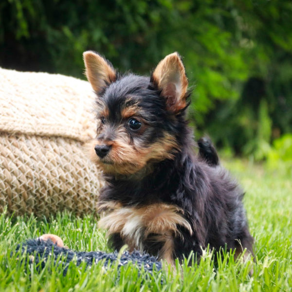 Yorkshire Terrier Puppy for Sale