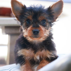 Yorkshire Terrier Puppy for Sale