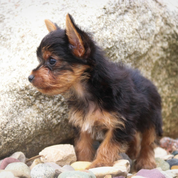 Yorkshire Terrier Puppy for Sale