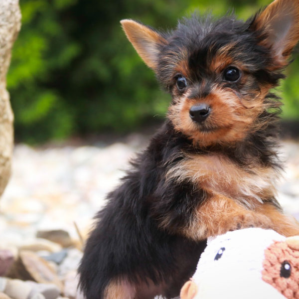 Yorkshire Terrier Puppy for Sale