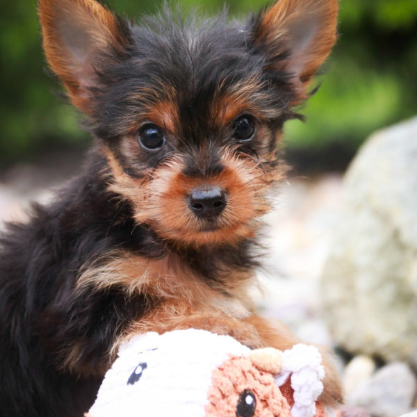Yorkshire Terrier Puppy for Sale