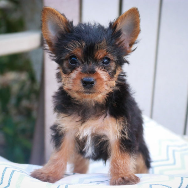 Yorkshire Terrier Puppy for Sale