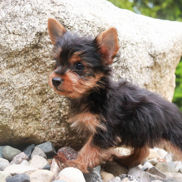 Yorkshire Terrier Puppy for Sale