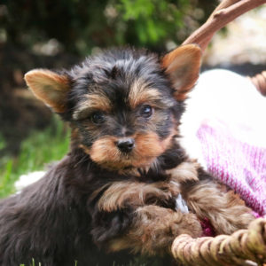 Yorkshire Terrier Puppy for Sale