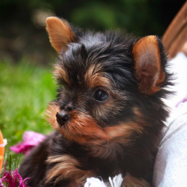 Yorkshire Terrier Puppy for Sale