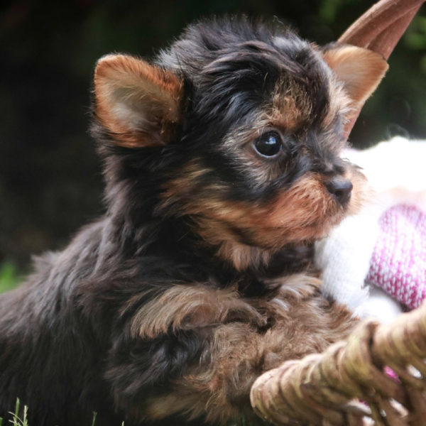 Yorkshire Terrier Puppy for Sale
