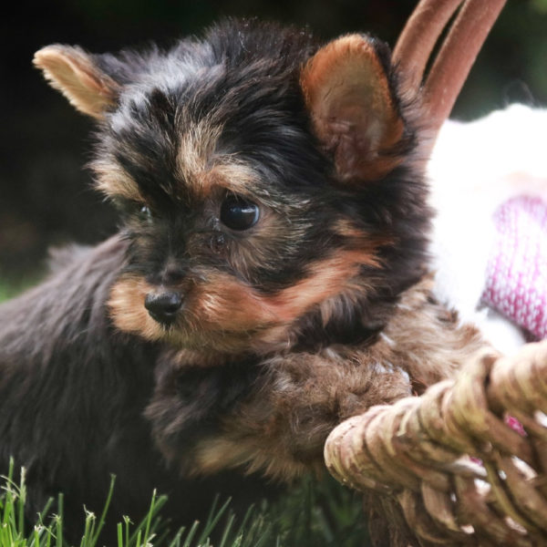 Yorkshire Terrier Puppy for Sale