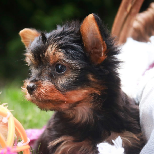 Yorkshire Terrier Puppy for Sale