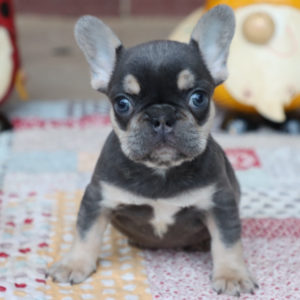 French Bulldog Puppy for Sale