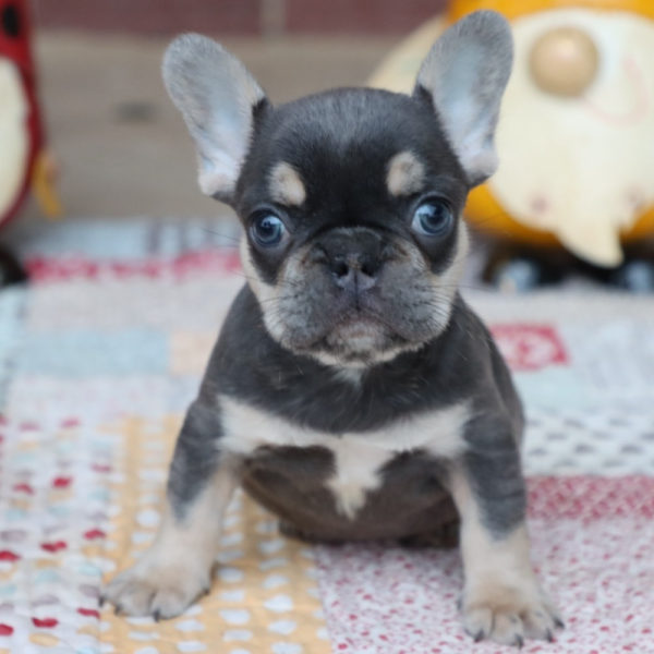 French Bulldog Puppy for Sale