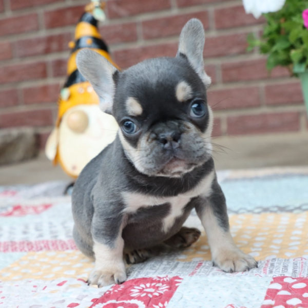 French Bulldog Puppy for Sale