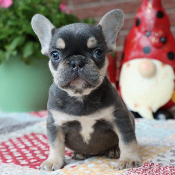 French Bulldog Puppy for Sale