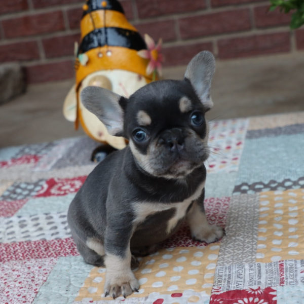 French Bulldog Puppy for Sale