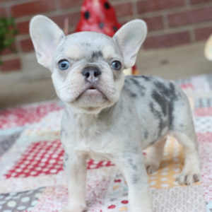 French Bulldog Puppy for Sale