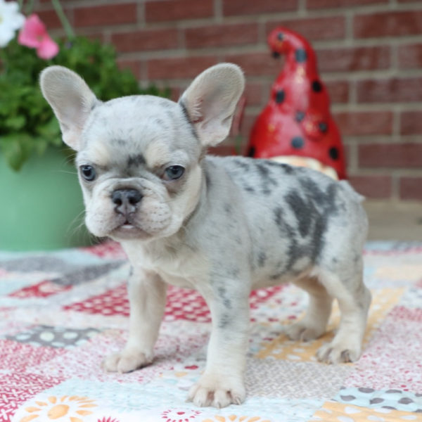 French Bulldog Puppy for Sale