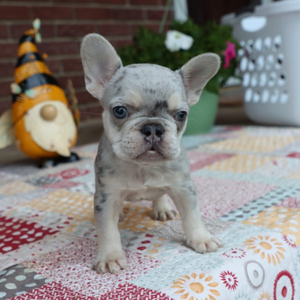French Bulldog Puppy for Sale