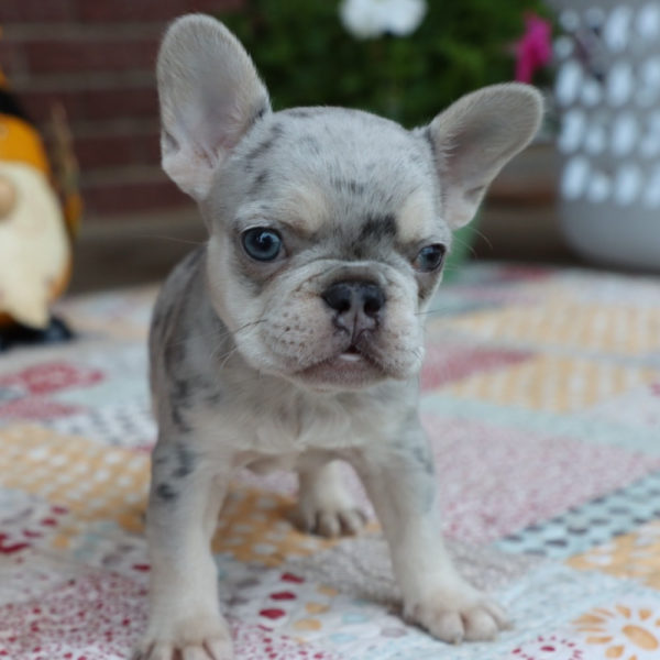 French Bulldog Puppy for Sale
