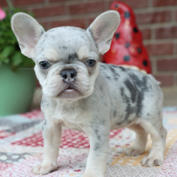 French Bulldog Puppy for Sale