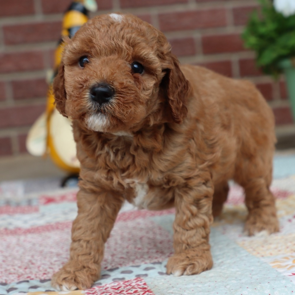 Miniature Goldendoodle (multi-generational) Puppy for Sale in NYC