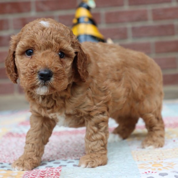 F1bbb Mini Goldendoodle Puppy for Sale
