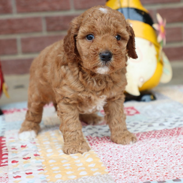 F1bbb Mini Goldendoodle Puppy for Sale