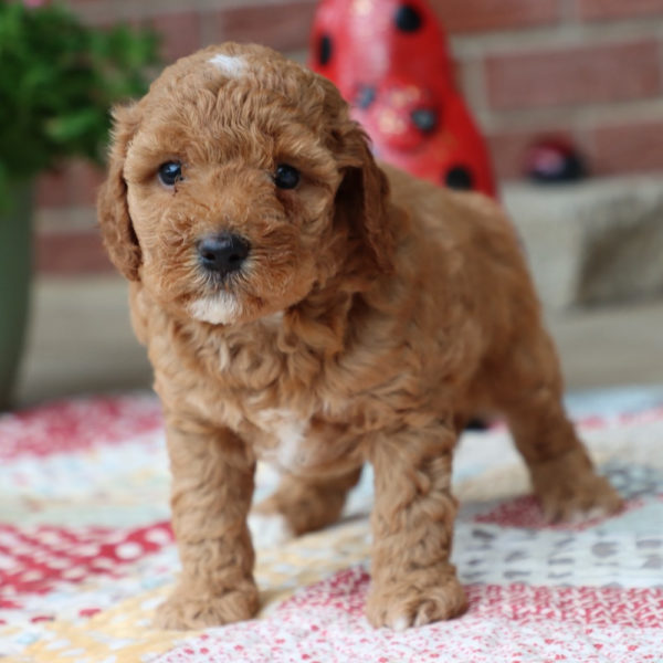 F1bbb Mini Goldendoodle Puppy for Sale