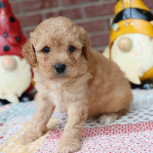 Miniature Goldendoodle (multi-generational) Puppy for Sale