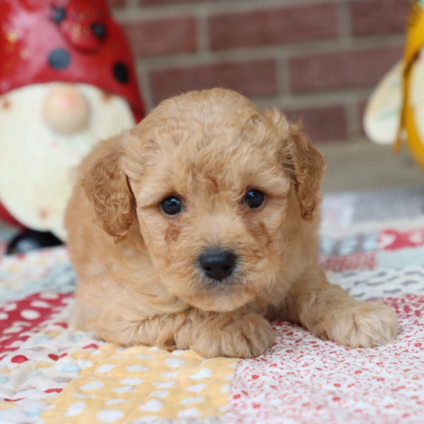 Miniature Goldendoodle (multi-generational) Puppy for Sale