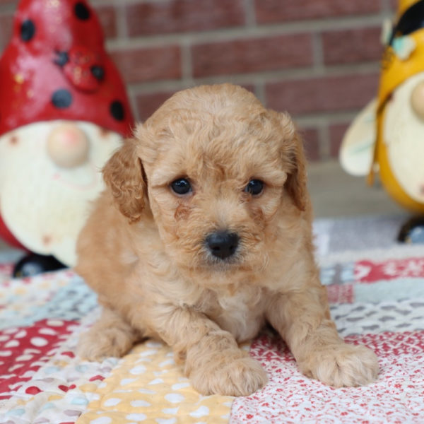 Miniature Goldendoodle (multi-generational) Puppy for Sale