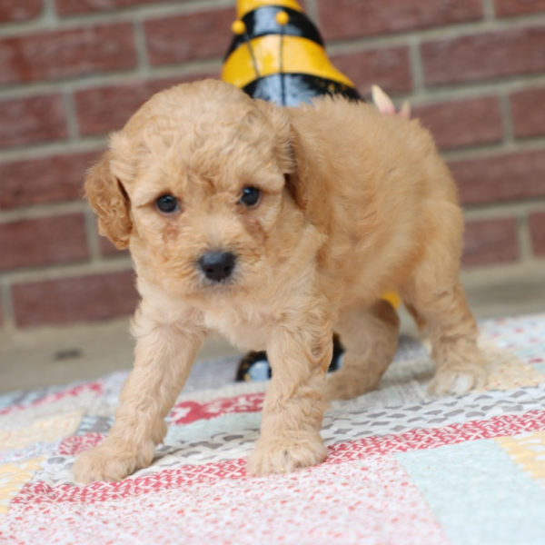 Miniature Goldendoodle (multi-generational) Puppy for Sale